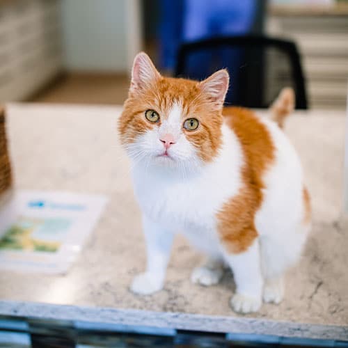A white and orange cat with yellow eyes sits on a marble countertop, looking up at the camera—perhaps waiting for a treat from its veterinarian. The softly blurred background shows indoor furniture and a basket.