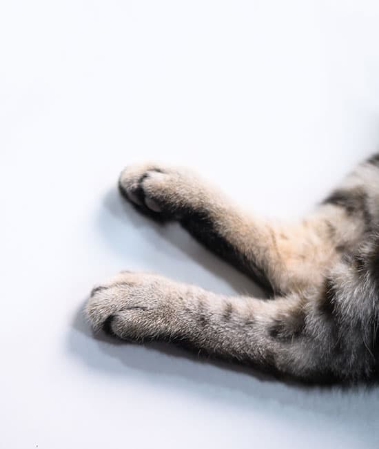 Close-up of a cat’s two front legs and paws, stretched out on a white surface during a vet visit. The cat has short fur with grey and black stripes, while the rest of its body is out of the frame.