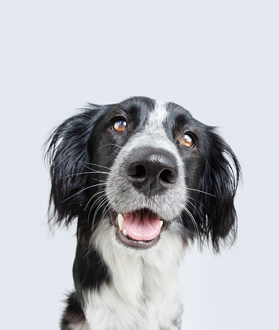 A black and white dog with floppy ears and bright eyes looks up with its mouth open, appearing happy and friendly, as if eagerly awaiting a treat from the vet, against a plain light gray background.