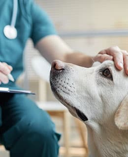 A vet in green scrubs gently pats a white dog’s head while holding a clipboard, creating a calm and caring atmosphere.