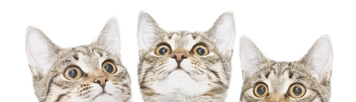Three tabby cats with wide, curious eyes stare upward against a white background, as if watching a veterinarian approach. Their heads are close together, showing only their faces and ears.