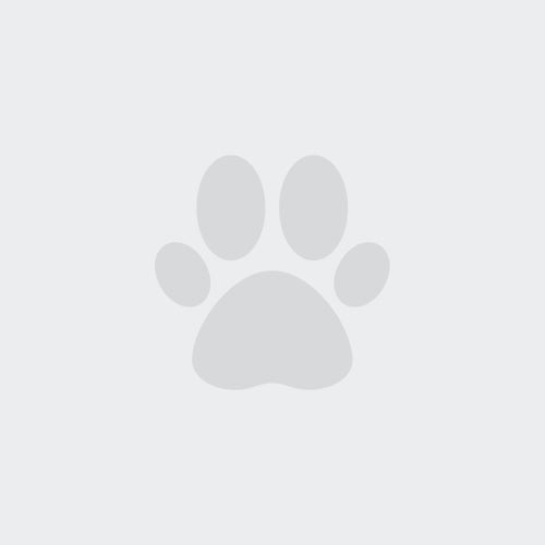 A gray paw print icon centered on a light gray background, perfect for representing a Veterinarian or Vet clinic.